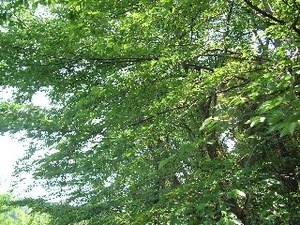 Yu Shiraneの写メ日記｜エレガント 吉原高級店ソープ