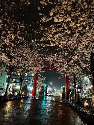 Yu Shiraneの写メ日記｜エレガント 吉原高級店ソープ