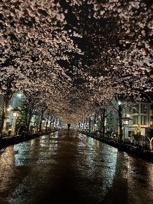 Yu Shiraneの写メ日記｜エレガント 吉原高級店ソープ