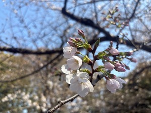 Keiko Kamiyaの写メ日記｜エレガント 吉原高級店ソープ