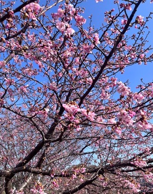 Mami Nonakaの写メ日記｜エレガント 川崎高級店ソープ