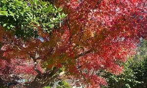 Sanae Himuroの写メ日記｜エレガント 川崎高級店ソープ