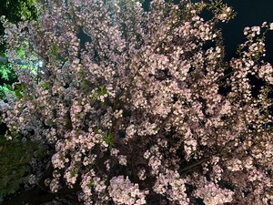 Sanae Himuroの写メ日記｜エレガント 川崎高級店ソープ