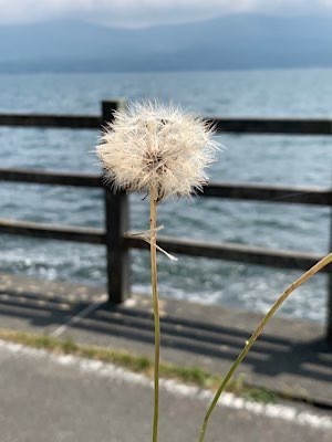 Ayami Imaiの写メ日記｜エレガント 川崎高級店ソープ