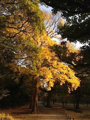 Ayami Imaiの写メ日記|エレガント 吉原高級店ソープ