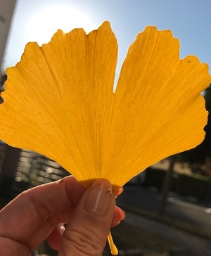 Ayami Imaiの写メ日記｜エレガント 吉原高級店ソープ