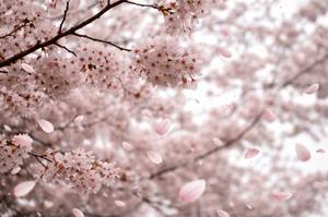 Ayami Imaiの写メ日記｜エレガント 川崎高級店ソープ