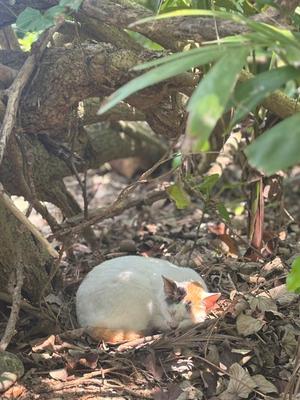 Ayami Imaiの写メ日記｜エレガント 吉原高級店ソープ