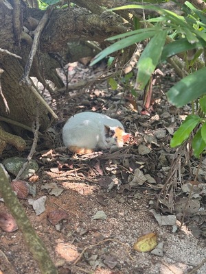 Ayami Imaiの写メ日記|エレガント 吉原高級店ソープ