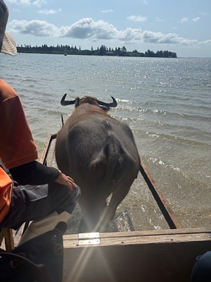 Ayami Imaiの写メ日記｜エレガント 吉原高級店ソープ