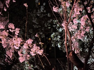 Rin Izumiの写メ日記｜エレガント 吉原高級店ソープ