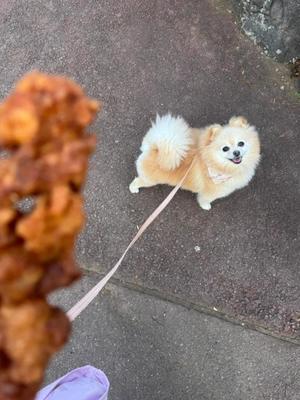 Saika　Houzukiの写メ日記｜エレガント 吉原高級店ソープ