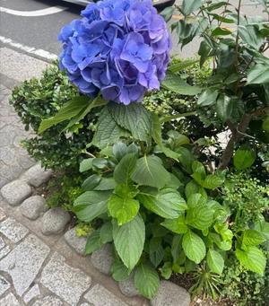 Saika　Houzukiの写メ日記｜エレガント 川崎高級店ソープ