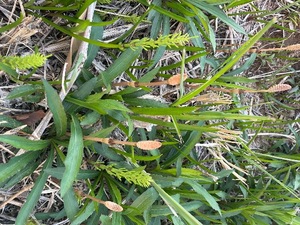 Megumi Niiyamaの写メ日記｜エレガント 吉原高級店ソープ