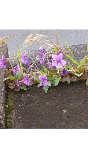 新垣いちかの写メ日記｜ハールブルク 吉原高級店ソープ