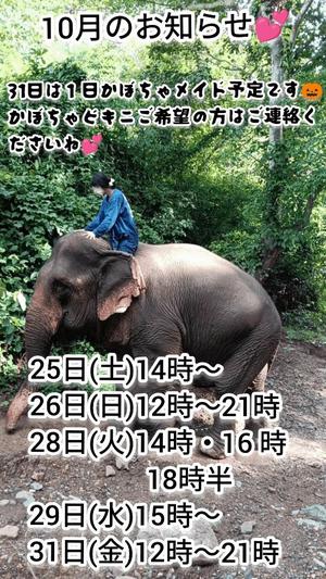 神谷和花の写メ日記|ハールブルク 吉原高級店ソープ