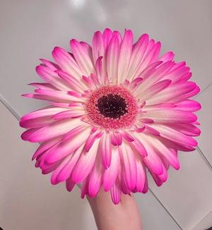 橘 杏紗の写メ日記｜ハールブルク 吉原高級店ソープ