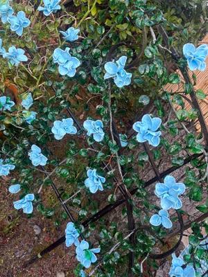 乃木風香の写メ日記｜ハールブルク 吉原高級店ソープ