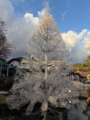 乃木風香の写メ日記｜ハールブルク 吉原高級店ソープ