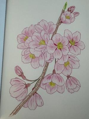 乃木風香の写メ日記｜ハールブルク 吉原高級店ソープ