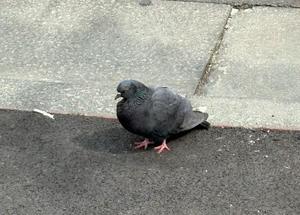 乃木風香の写メ日記｜ハールブルク 吉原高級店ソープ