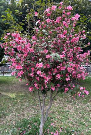 乃木風香の写メ日記｜ハールブルク 吉原高級店ソープ