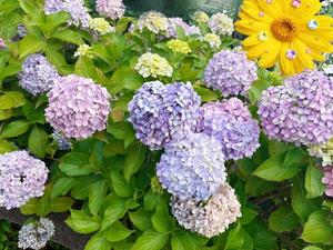 乃木風香の写メ日記｜ハールブルク 吉原高級店ソープ