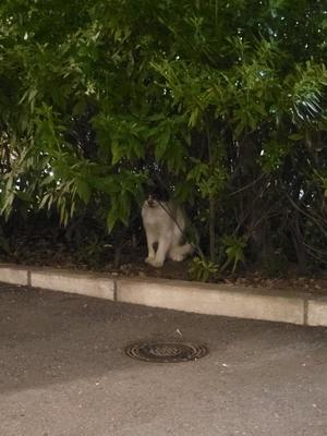 菜月理亜の写メ日記｜ハールブルク 吉原高級店ソープ