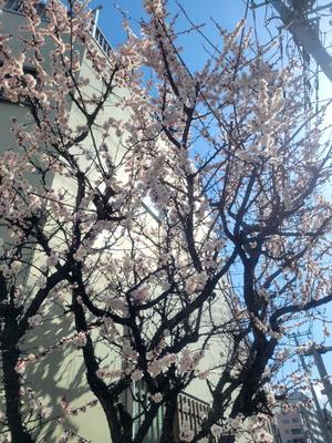 菜月理亜の写メ日記｜ハールブルク 吉原高級店ソープ