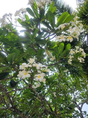 菜月理亜の写メ日記|ハールブルク 吉原高級店ソープ