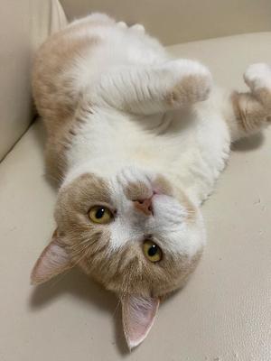 叶 麗花の写メ日記｜ハールブルク 吉原高級店ソープ
