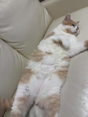 叶 麗花の写メ日記｜ハールブルク 吉原高級店ソープ