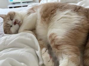 叶 麗花の写メ日記｜ハールブルク 吉原高級店ソープ