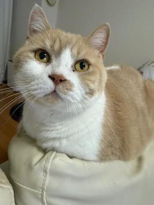 叶 麗花の写メ日記｜ハールブルク 吉原高級店ソープ