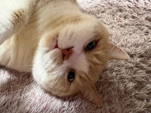 叶 麗花の写メ日記｜ハールブルク 吉原高級店ソープ