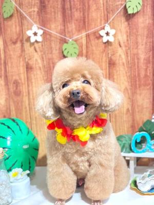 及川真琴の写メ日記|ハールブルク 吉原高級店ソープ