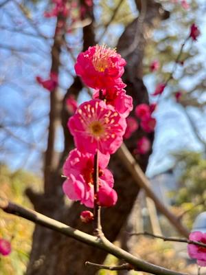 五月あいりの写メ日記｜ハールブルク 吉原高級店ソープ