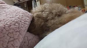 白鷺さらの写メ日記｜ハールブルク 吉原高級店ソープ