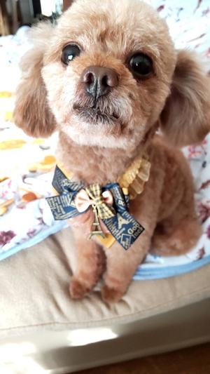 白鷺さらの写メ日記｜ハールブルク 吉原高級店ソープ