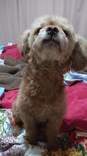 白鷺さらの写メ日記｜ハールブルク 吉原高級店ソープ