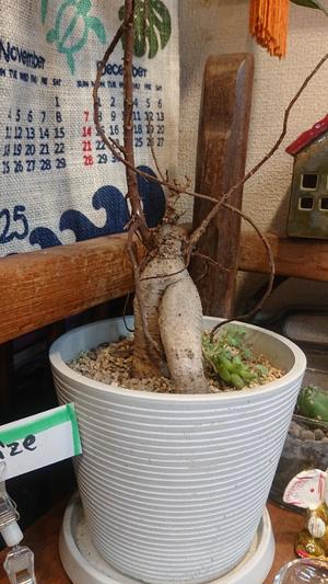 つむぎの写メ日記｜ラビアンローズ 吉原高級店ソープ