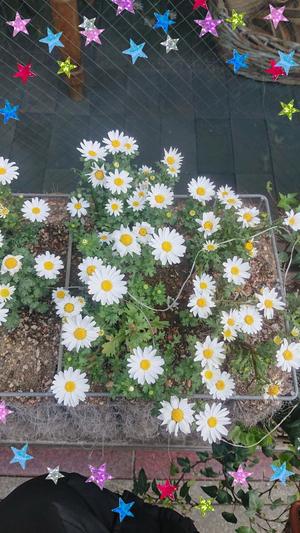 紬妃の写メ日記｜ラビアンローズ 吉原高級店ソープ