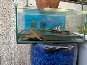 音織の写メ日記｜ラビアンローズ 吉原高級店ソープ