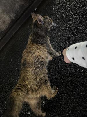 涼子の写メ日記｜ラビアンローズ 吉原高級店ソープ