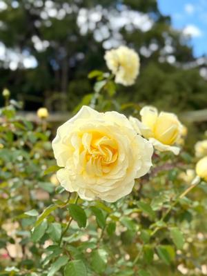 リオナの写メ日記｜ラビアンローズ 吉原高級店ソープ