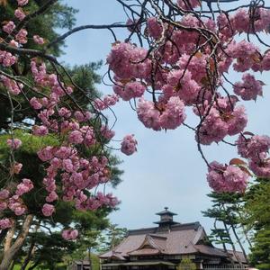 美波の写メ日記｜ラビアンローズ 吉原高級店ソープ