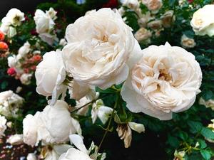 ★花の写メ日記｜ル・セリーヌ～Le CELINU～ 吉原高級店ソープ