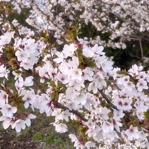 ナギの写メ日記｜ラブ&ピース 埼玉県・大宮格安店ソープ