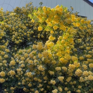 ナギの写メ日記｜ラブ&ピース 吉原格安店ソープ