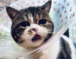 レオナの写メ日記｜プラチナム～PLATINUM～ 埼玉県・大宮格安店ソープ